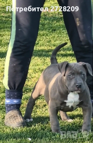 Американско Були Хл/American Bully XL 