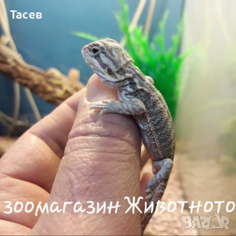 Брадата агама