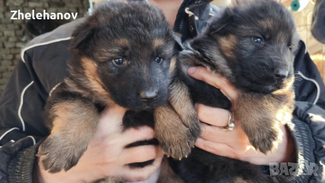 Немска Овчарка от Развъдник ”Von Zhelehanov”, снимка 9 - Немска овчарка - 53485276