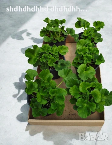 Сортови Мушката за колекционери 5 € за брой ( четири цвята ), снимка 10 - Градински цветя и растения - 54231825