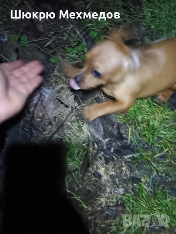 Мъжко пинчер с ваксини и паспорт, снимка 9 - Пинчер - 52649997