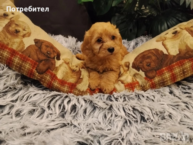 Кокерчета , снимка 2 - Кокер шпаньол - 53486177