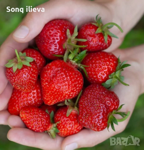 Продавам ягоди и малини, снимка 7 - Разсади - 54270403