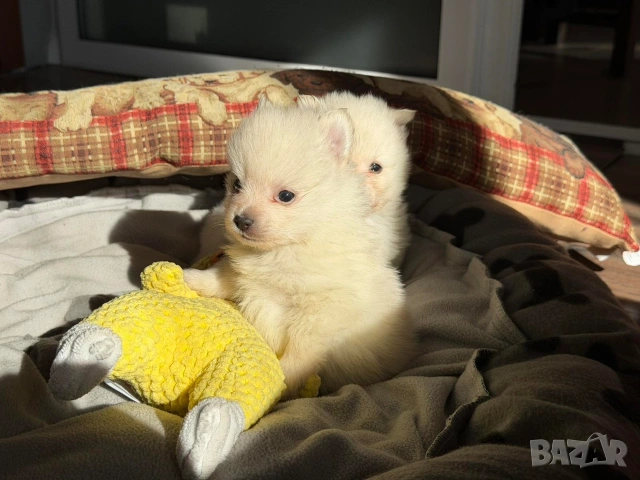 Померани, снимка 2 - Померан - 53663060