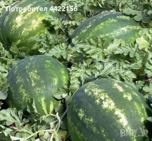 Семена за Диня Syngenta Sorento – 1000 бр. в опаковка, снимка 4 - Сортови семена и луковици - 53965174