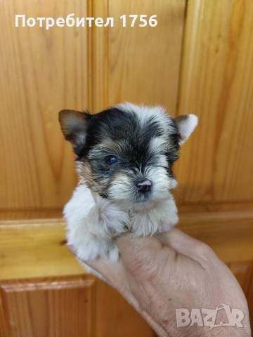 Йорки момиче, чистокръвен бивер.