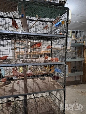 Канарчета Разград, снимка 10 - Канари - 51976505