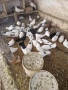 Продавам   бемкалии и  донеци, снимка 2