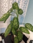 Продавам саксия с декоративно растение Дифенбахия., снимка 3