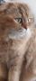 Шотландски правоухи и клепоухи котета, снимка 5