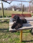 Мини пудел , снимка 5