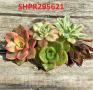 Aeonium mix, 5бр резници, снимка 2