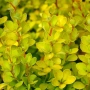 🧡🌿☀️ Берберис Тунберга ‘Aurea’ (Berberis thunbergii ‘Aurea’) , снимка 1