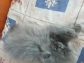 Персийски котенца, снимка 9