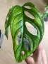 Monstera Adansonii Aurea , снимка 2