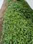 ## 🍅 **ПРОДАВАМ ПЪРВОКЛАСЕН РАЗСАД ДОМАТИ ОТ ПРОИЗВОДИТЕЛ** 🍅, снимка 4