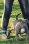 Американско Були Хл/American Bully XL , снимка 2