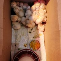 Ломан Браун,Легхорн,Супер Харко-пилета,оплодени яйца, кокошки, снимка 2 - Кокошки и пуйки - 45087041