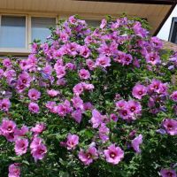 Продавам декоративни храсти Бял и Розов хибискус, снимка 8 - Градински цветя и растения - 45382974