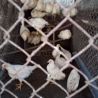 Бял Легхорн,пилета, снимка 3 - други­ - 45512715