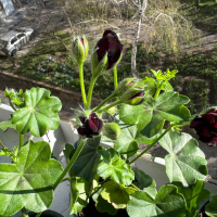 Сакъз Найт, снимка 1 - Градински цветя и растения - 44948753