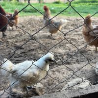 Пилета Копринки, снимка 6 - Кокошки и пуйки - 45596597