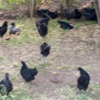 Продавам  пилета, снимка 2 - Кокошки и пуйки - 45471918