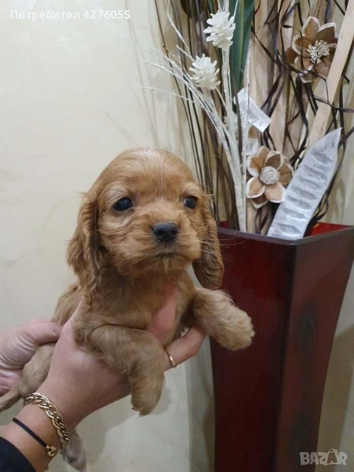 чистокръвни Кокер Шпаньоли, снимка 1