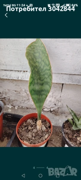 Сансеверия издънки, различни видове, Алое вера и седум , снимка 1