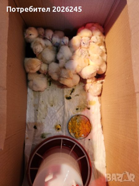 Свободни пилета Легхорн на Различна възраст, снимка 1