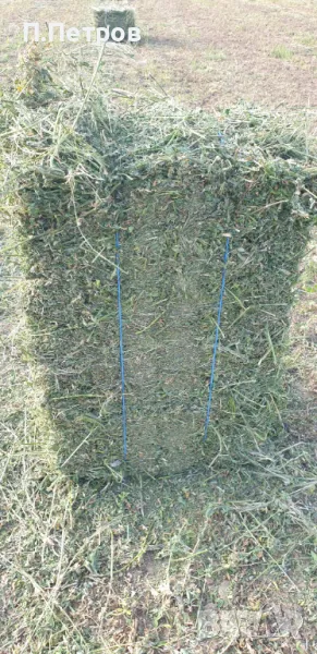 Бали люцерна, снимка 1