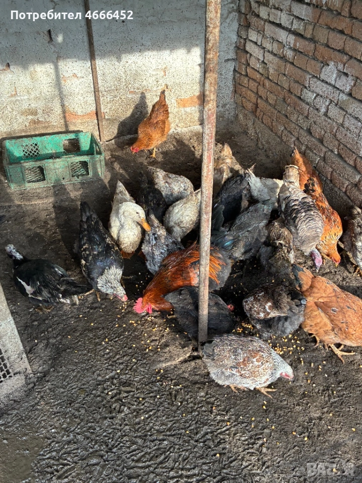 Продавам патици и кокошки, снимка 1