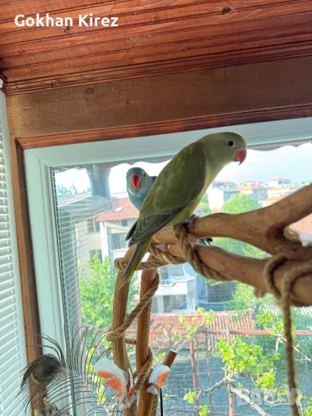 Папагали Малък Александър, снимка 1