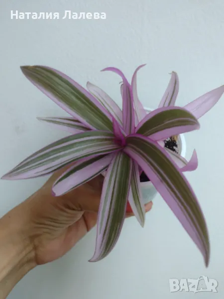 Традесканция, Tradescantia Spathacea Tricolor, снимка 1