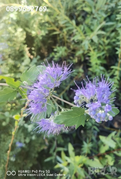 Кариоптерис Медоносно растение. , снимка 1