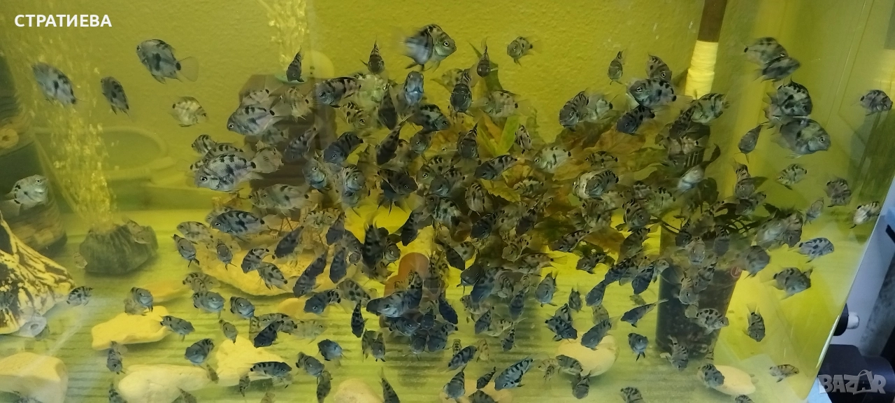 Цихлиди Син Папагал, снимка 1