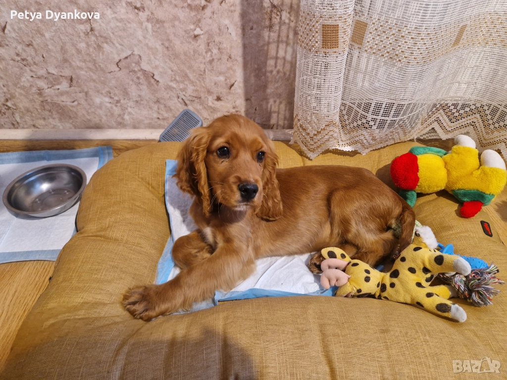 Кокер шпаньол, снимка 1