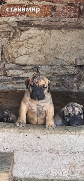  Дого Канарио/Преса Канарио , снимка 1