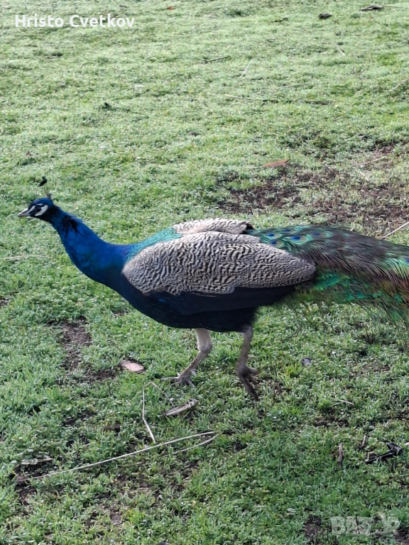 Пауни, снимка 1