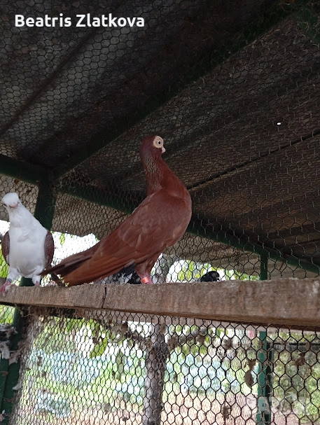 продавам гълъби, снимка 1