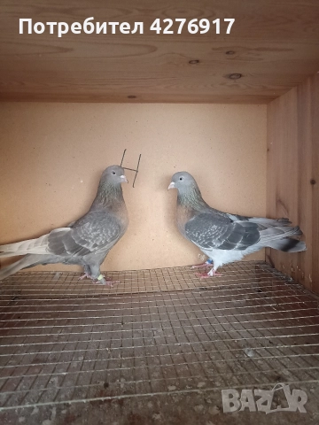 высоколетни и вьртлеви Гьльби , снимка 2 - Гълъби - 52845928