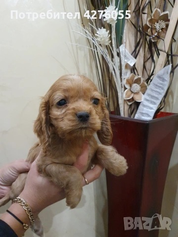 чистокръвни Кокер Шпаньоли