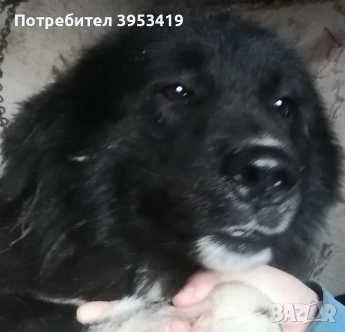 каракачански кученца със доказан произход, снимка 14 - Каракачанска овчарка - 52579680