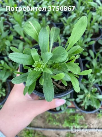 💜🩷💜 МНОГОГОДИШНА АЛПИЙСКА АСТРА
 /Aster alpinus/ 💜🩷💜, снимка 6 - Градински цветя и растения - 49778130