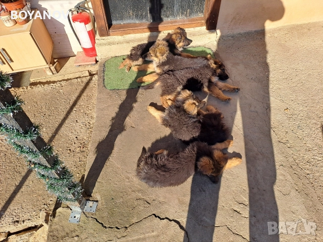 немски овчарки, снимка 9 - Немска овчарка - 52222806