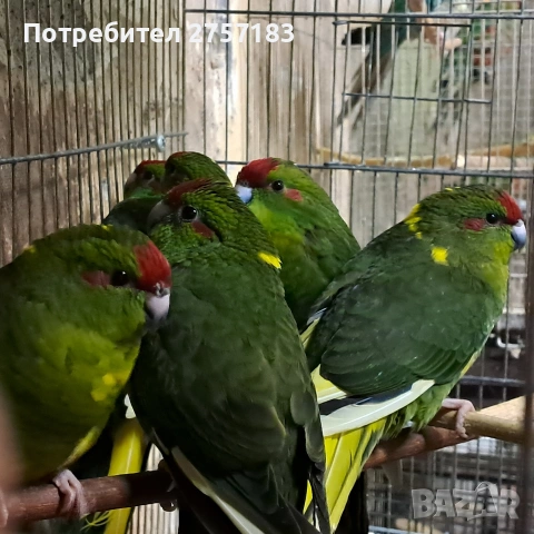 продавам папагали какарики 2025 мъжки 3 женски3
