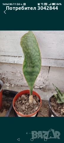 Сансеверия издънки, различни видове, Алое вера и седум 