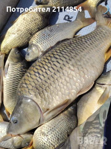 Трофейни майки за зарибител, снимка 2 - Рибки - 48372854