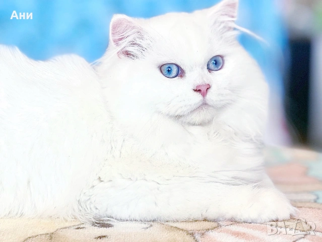 КОТЕНЦА МЕЧТА, снимка 8 - Британска късокосместа - 54244948