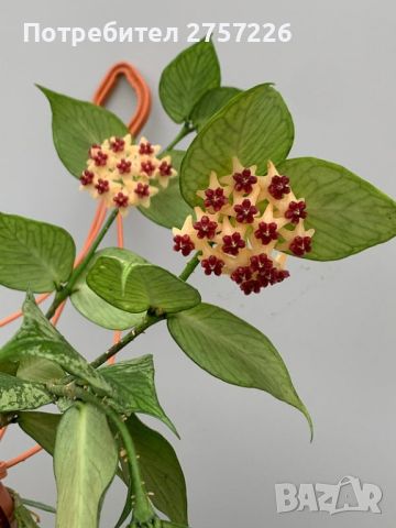 Hoya polyneura, снимка 1 - Стайни растения - 46102537